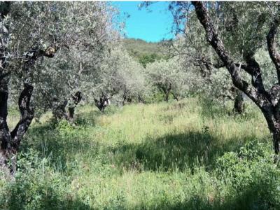 Acheter Terrain 2000 m2 Peyruis