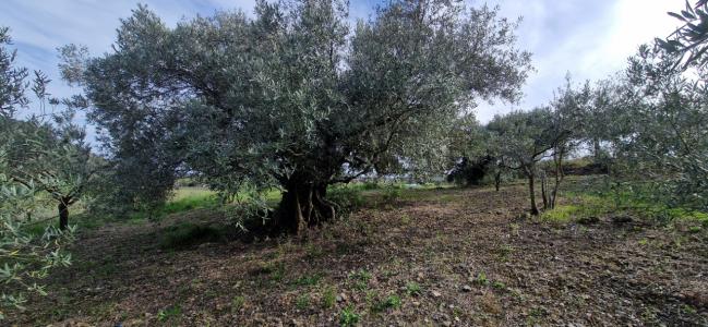 For sale Fontes 26000 m2 Herault (34320) photo 0