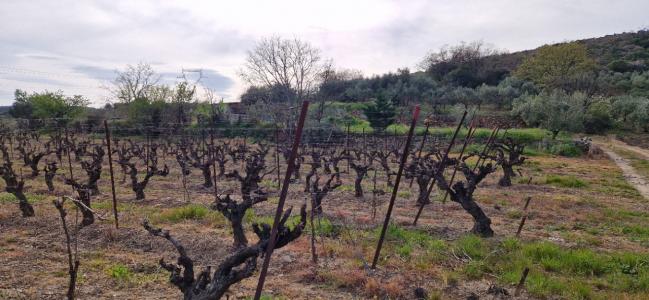 Annonce Vente Terrain Fontes 34
