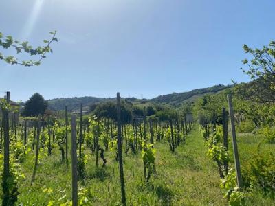 Acheter Maison Cornas Ardeche