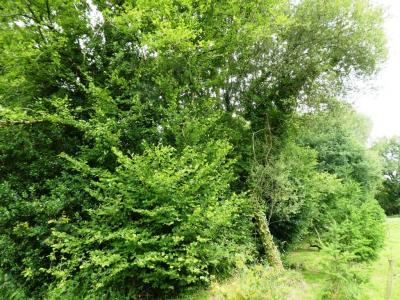 Annonce Vente Terrain Locmalo 56