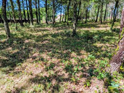Annonce Vente Terrain Belin-beliet 33
