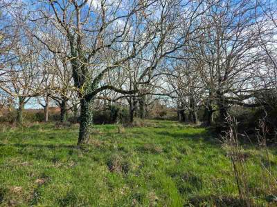 For sale Sauze-vaussais 2856 m2 Deux sevres (79190) photo 0