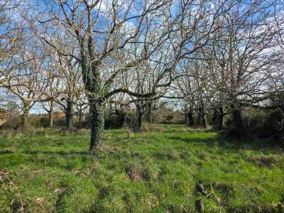 For sale Sauze-vaussais 2856 m2 Deux sevres (79190) photo 2