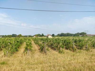 Acheter Terrain 31300 m2 Sainte-eulalie