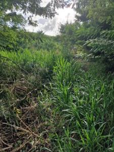 Annonce Vente Terrain Vauclin 972