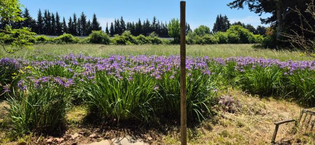 Acheter Maison Caumont-sur-durance 795000 euros