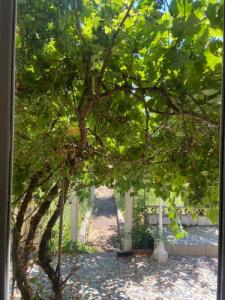 Annonce Location 5 pi�ces Appartement Villeurbanne 69