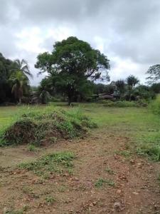 For sale Remire-montjoly 1000 m2 Guyane (97354) photo 0