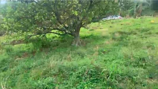 Annonce Vente Terrain Morne-vert 972