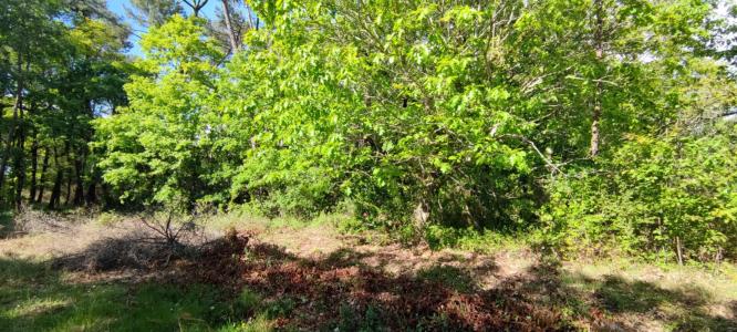 Annonce Vente Terrain Villefranche-de-lonchat 24