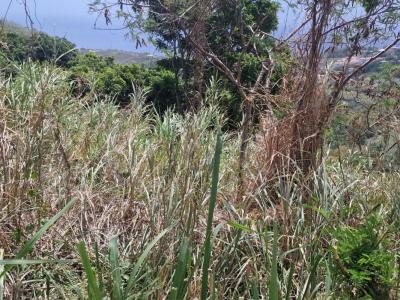 Acheter Terrain Carbet Martinique