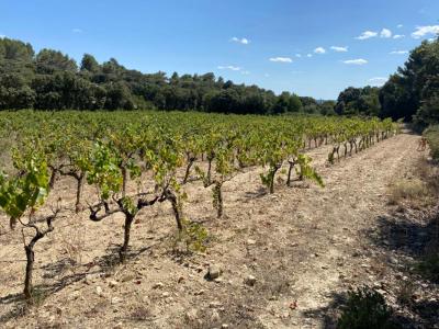 For sale Saint-hilaire-d'ozilhan 6566 m2 Gard (30210) photo 0
