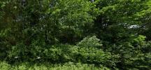 For sale Forested aera Corme-royal  6381 m2