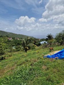 For sale Morne-vert 1494 m2 Martinique (97226) photo 4