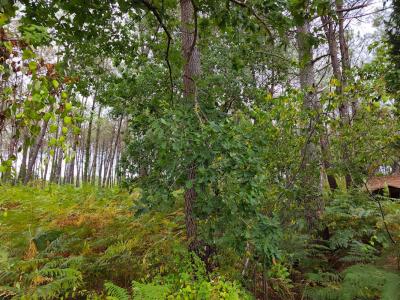 Annonce Vente Domaine forestier Saint-julien-en-born 40
