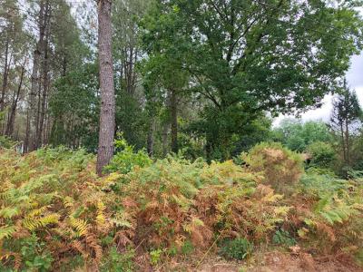 Acheter Domaine forestier 32767 m2 Saint-julien-en-born