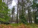 Vente Domaine forestier Saint-julien-en-born 32767 m2