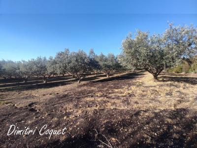 Annonce Vente Terrain Pouzolles 34