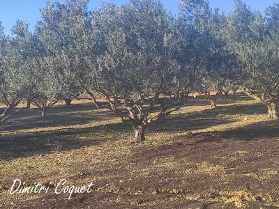 Acheter Terrain Pouzolles Herault
