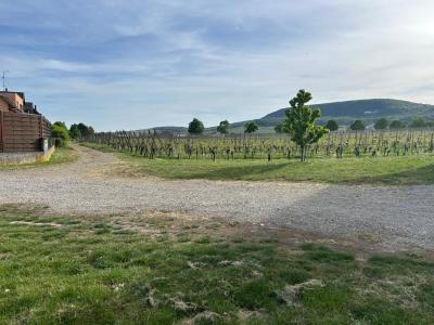 Annonce Vente Maison Hattstatt 68