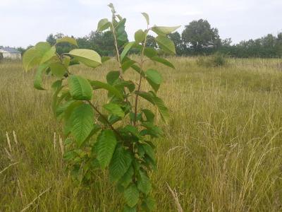 For sale Noyant 680 m2 Maine et loire (49490) photo 2