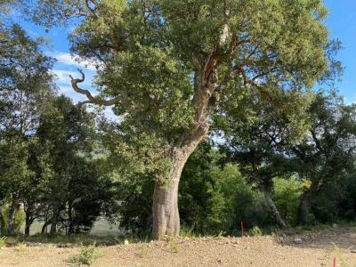 Annonce Vente Terrain Taillet 66
