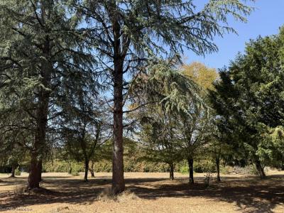 For sale Verteuil-sur-charente 6 rooms 170 m2 Charente (16510) photo 4