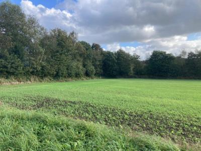Annonce Vente Terrain Locronan 29