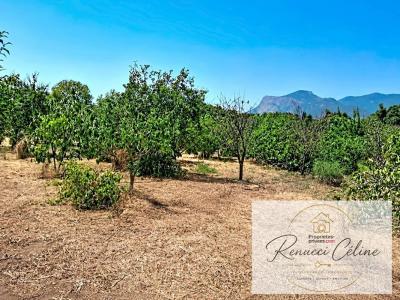 Annonce Vente Terrain Peri 20