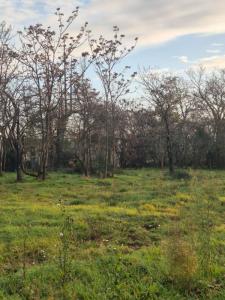 Annonce Vente Terrain Leguevin 31