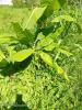 For sale Land Basse-pointe  556 m2