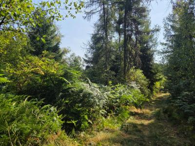 Annonce Vente Terrain Tholy 88