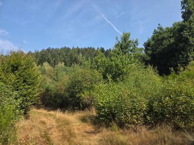 Acheter Terrain Tholy Vosges