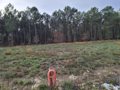 Annonce Vente Terrain Saint-martin-d'oney 40