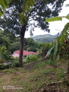 For sale Saint-esprit 939 m2 Martinique (97270) photo 0