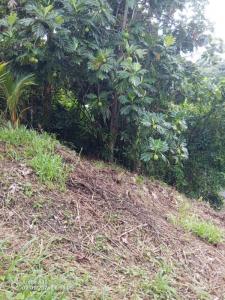 For sale Saint-esprit 939 m2 Martinique (97270) photo 2