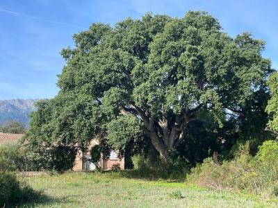 For sale Ghisonaccia 900 m2 Corse (20240) photo 3