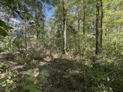 Acheter Terrain 3926 m2 Selle-sur-le-bied