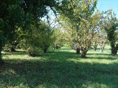 Acheter Terrain Saint-vincent-rive-d'olt 34000 euros
