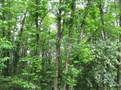 Annonce Vente Domaine forestier Sainte-foy-de-belves 24
