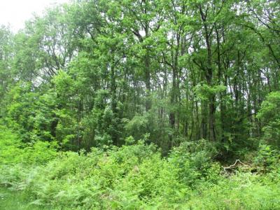 Acheter Domaine forestier Sainte-foy-de-belves 14000 euros