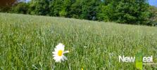 Vente Terrain Tulle 5060 m2