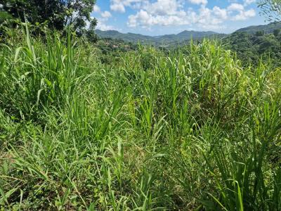 For sale Vauclin 568 m2 Martinique (97280) photo 0