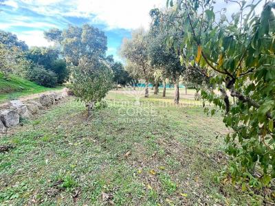 For sale Sainte-lucie-de-porto-vecchio 1020 m2 Corse (20144) photo 4