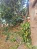 Vente Maison Ravine-des-cabris  6 pieces 110 m2
