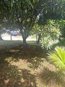 Annonce Vente Terrain Riviere-pilote 972