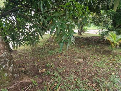 Acheter Terrain Riviere-pilote 68000 euros