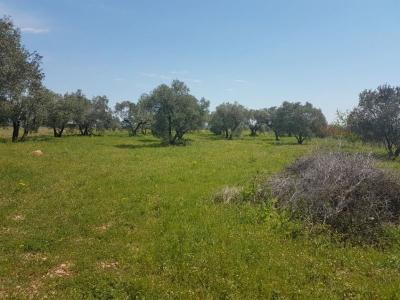 Annonce Vente Terrain Ceyras 34