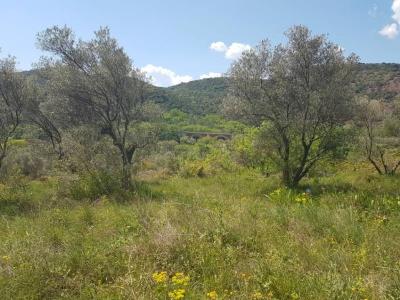 Acheter Terrain 2632 m2 Ceyras